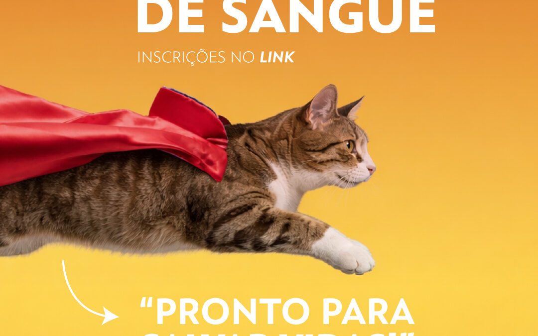 Dádiva de Sangue Felino