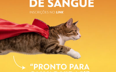 Dádiva de Sangue Felino